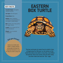 Load image into Gallery viewer, My Sticker Paintings Reptiles Book