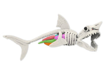 Load image into Gallery viewer, Dissect-It Shark Lab