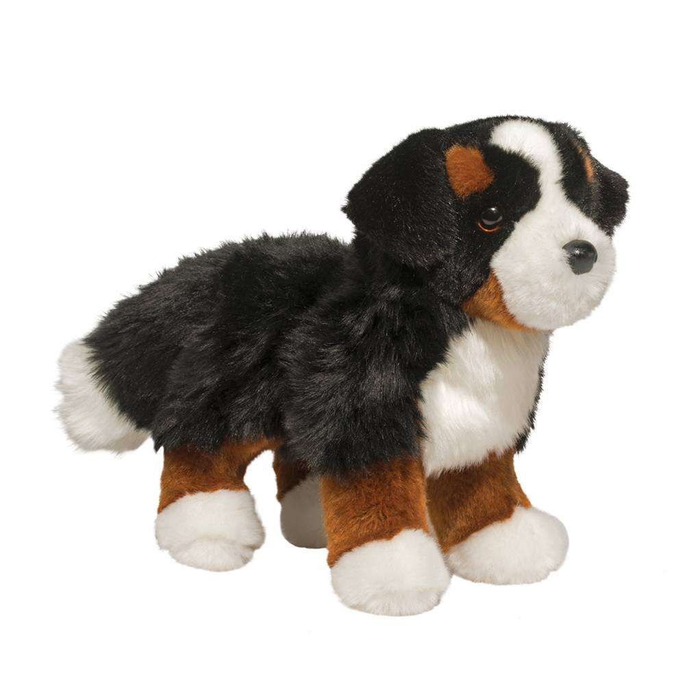 Stevie the Bernese Mountain Dog