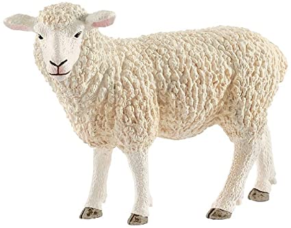 Sheep