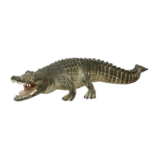 Alligator